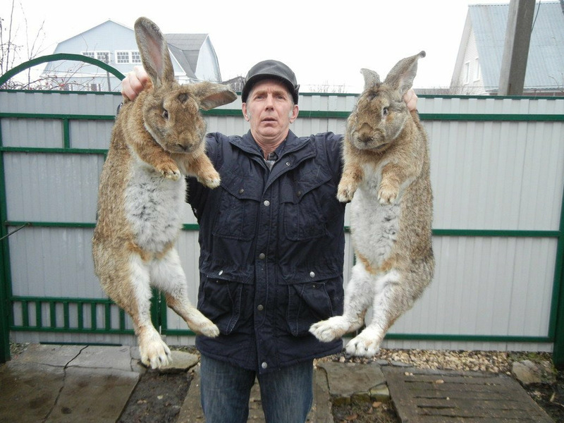 Самый большой кролик фото