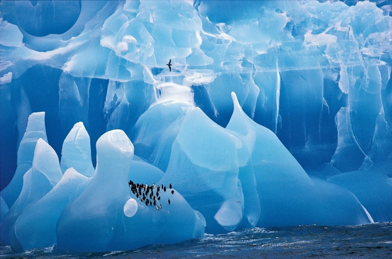 Стая пингвинов на айсберге.