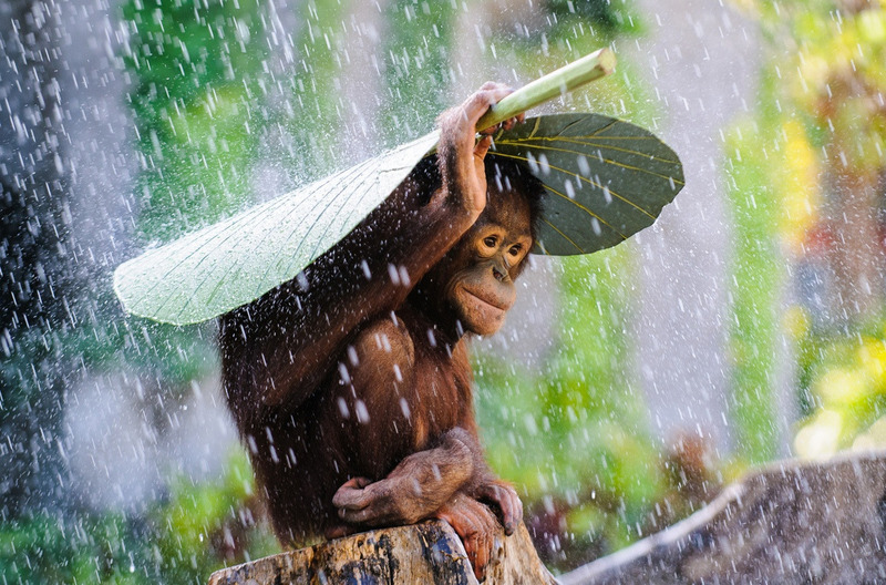 Орангутан под дождём