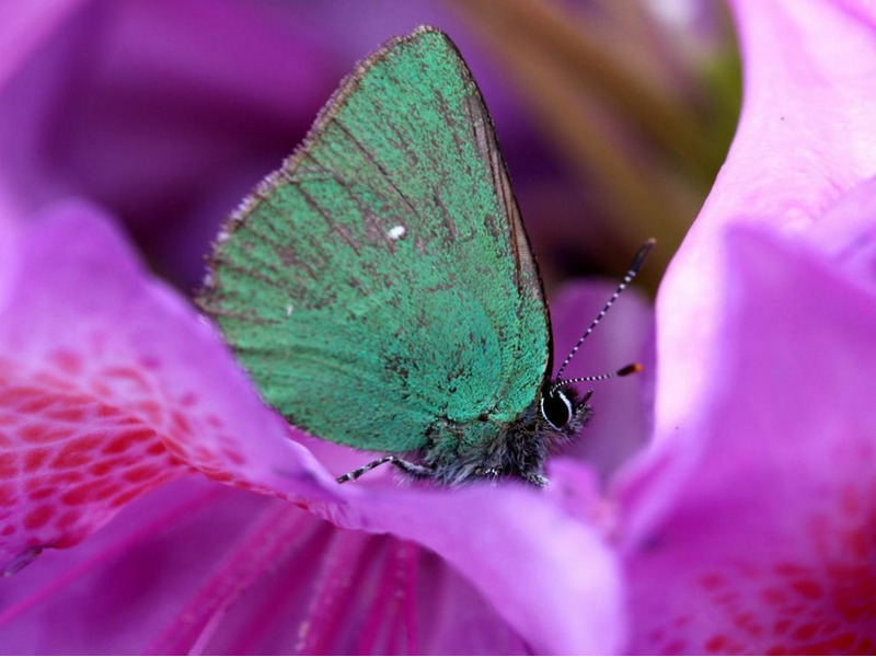 бабочка сидит на цветке рододендрона