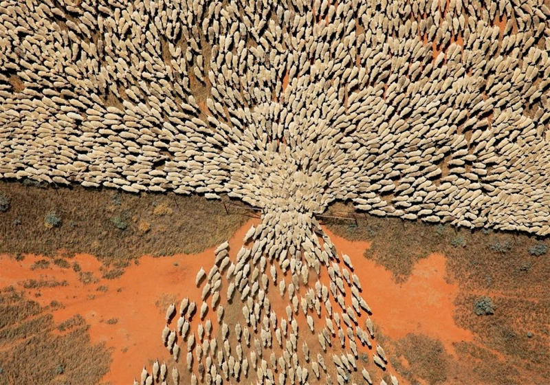 Стадо овец уходит через ворота.