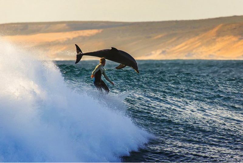 Серфинг с дельфином в Калбарри, Австралия.