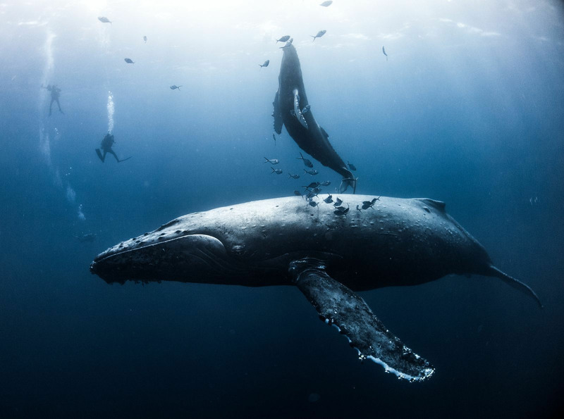 На Мексиканских островах Revillagigedo, мать горбатого кита учит своего детеныша как дышать и контролировать баланс в воде.
