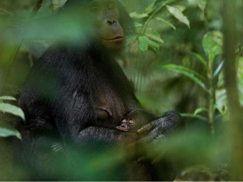 Спокойная Зоя баюкает Зизу после кормления. Самцы бонобо, в отличие от шимпанзе, не собираются в однополые группы, чтобы стать сильнее. Лучший друг самца с момента рождения до начала взрослой жизни – это его мама. (Christian Ziegler)