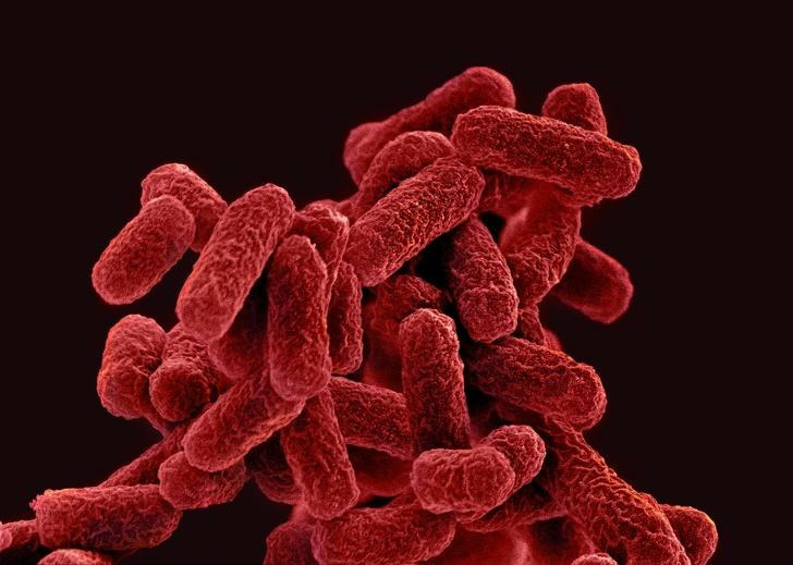 Палочка Escherichia coli, которая живет в кишечнике человека