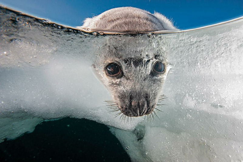 Любопытный гренландский тюлень