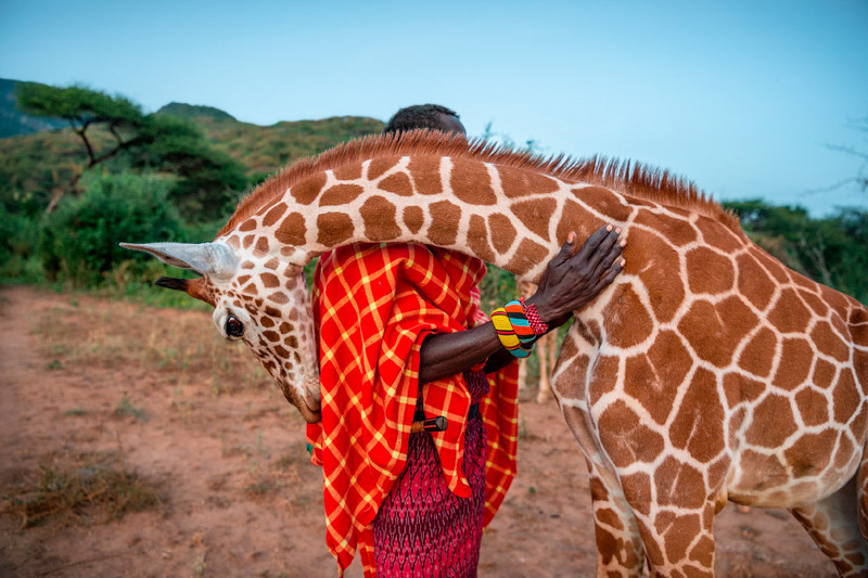 Осиротевший жираф на севере Кении.