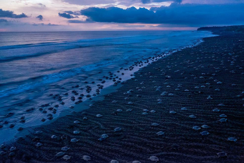 Один или два раза в месяц в сезон дождей на Коста-Рике десятки тысяч морских черепах Ридли выходят на берег и откладывают яйца.