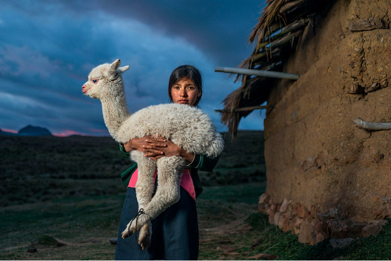 Девочка с альпакой в деревне в Перу.