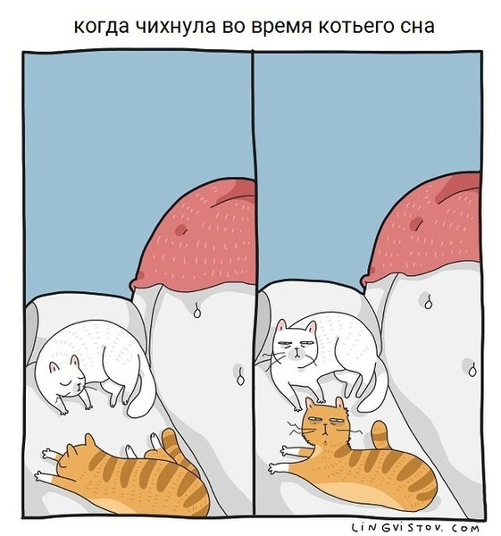 жизнь c котом