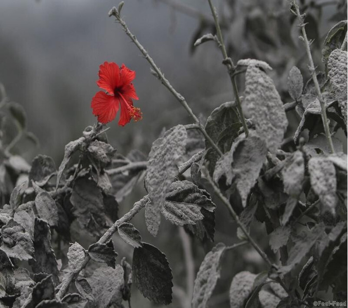 На фото красный цветок гибискуса, расцветший после извержения вулкана в Индонезии. Невероятным кажется это яркое пятно на черно-белом фоне. Фон серого цвета -это результат толстого слоя пепла на растительности. Цветок расцвел уже после того, как пепел накрыл все в округе.