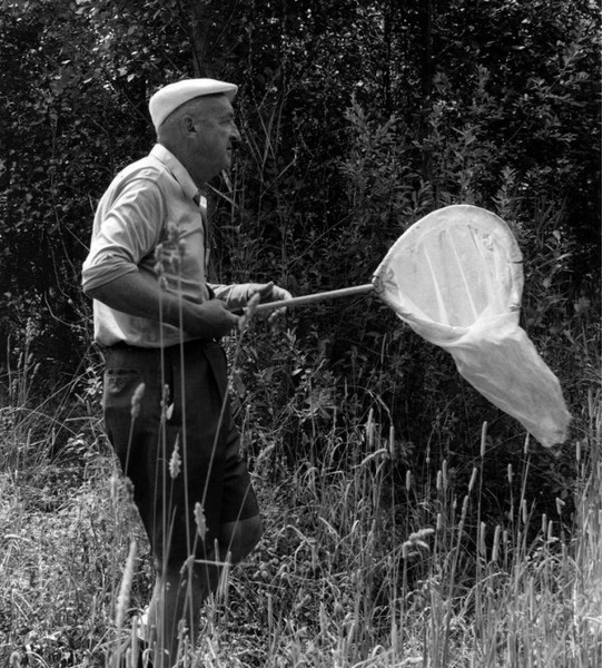 Владимир Набоков ловит бабочек в Швейцарии, 1971