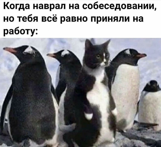 мемасы