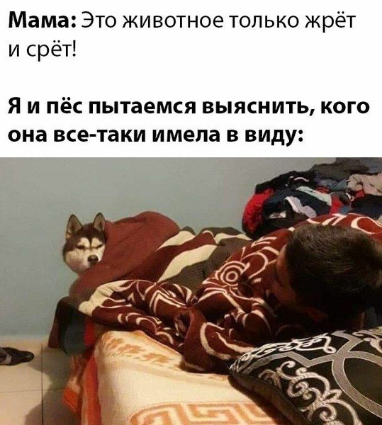 мемасы