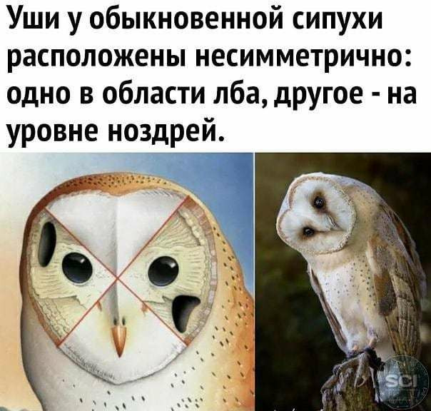 смешные мемы