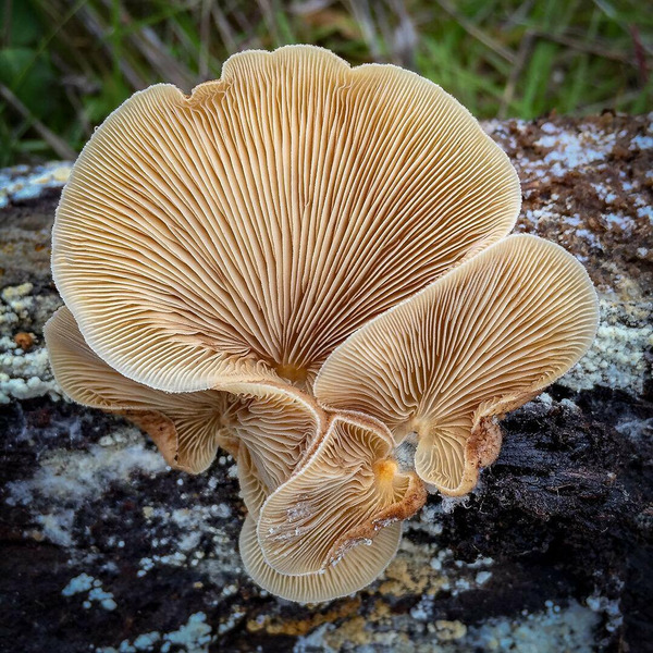 грибы Северной Калифорнии