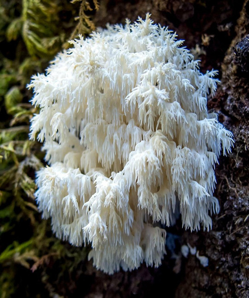 грибы Северной Калифорнии