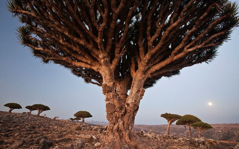Драконовы деревья, Сокотра, Йемен. (Alamy)