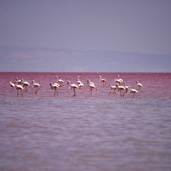 Солёное озеро Туз Голу, Турция