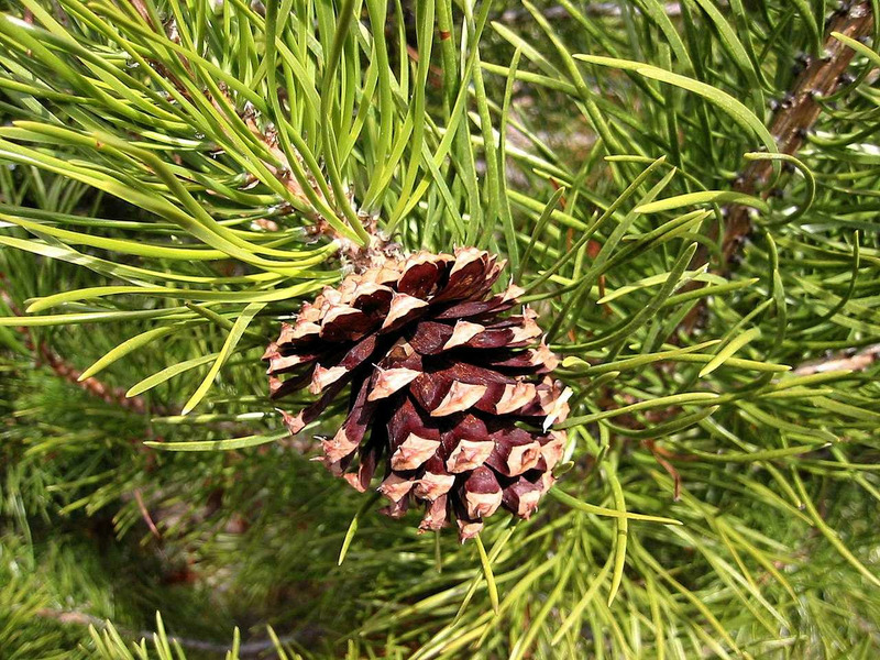 Сосна скрученная (Pinus contorta)