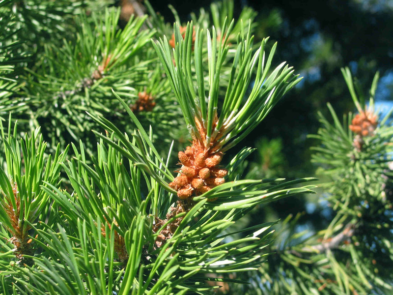 Сосна скрученная (Pinus contorta)