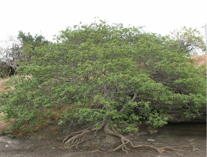Манцинелловое дерево или манцинелла