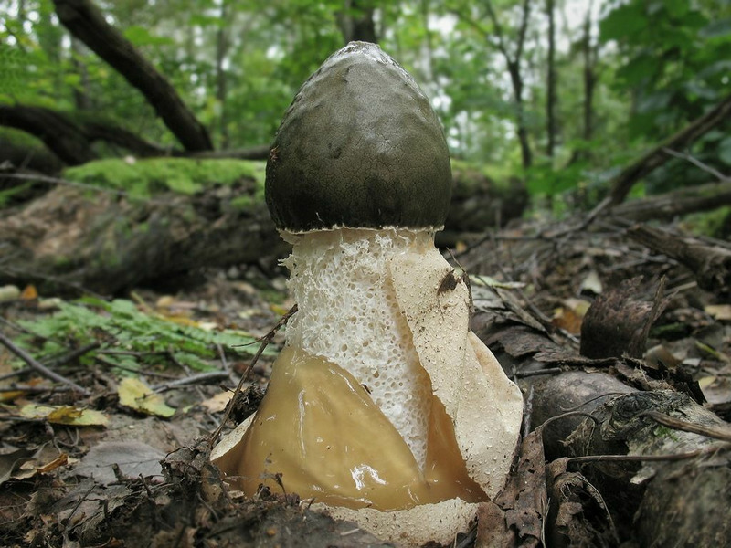 гриб Весёлка обыкновенная