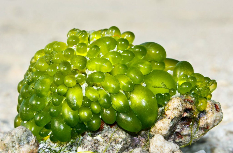Валония пузатая - водоросль-пузырь или проклятая виноградина