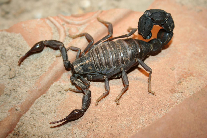 Толстохвостый скорпион