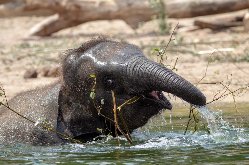 слоненок играет в воде