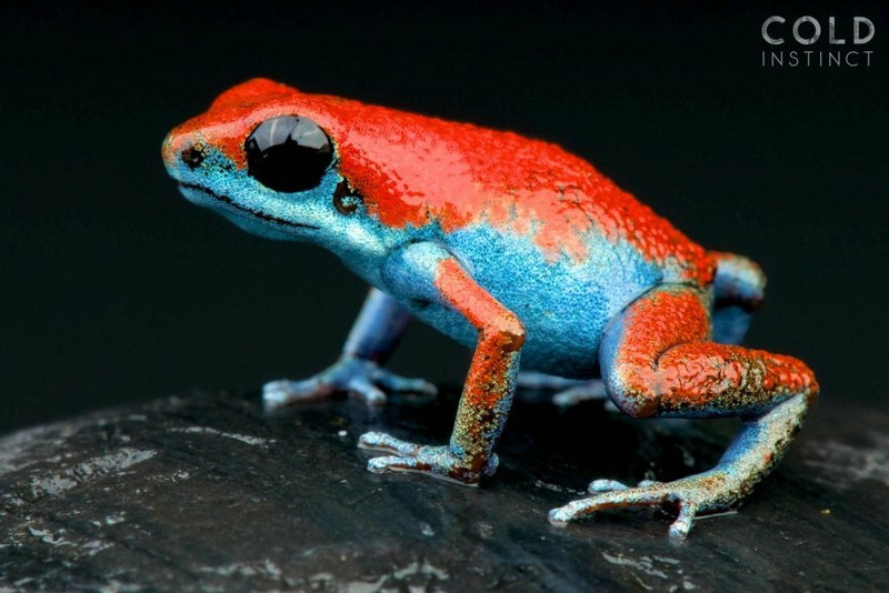 Маленький древолаз Маленький древолаз