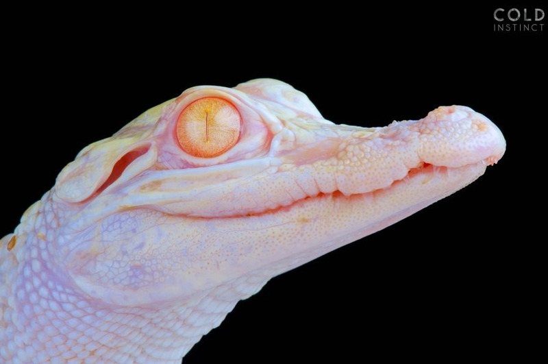 Миссисипский аллигатор-альбинос