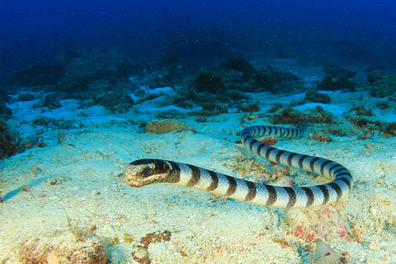 Слабогрудая морская змея
