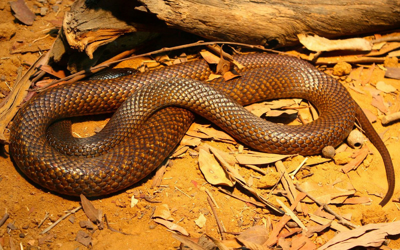 Сетчатая коричневая змея