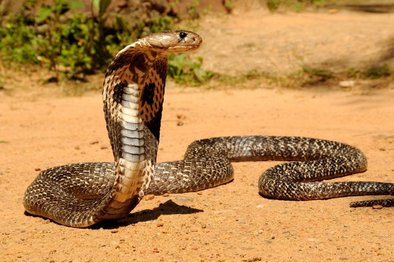 Филиппинская кобра