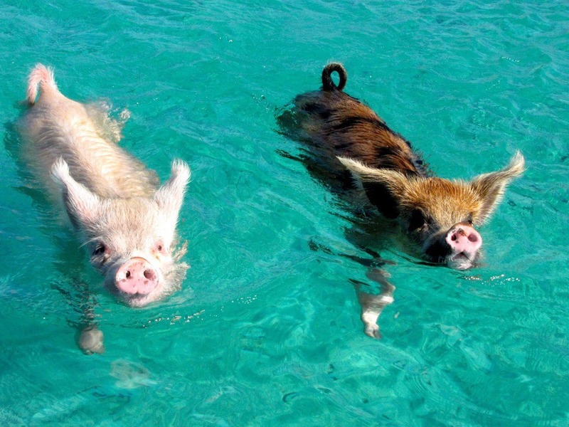Водоплавающие свиньи на Багамах