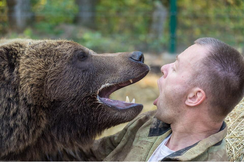 Медведь Мансур