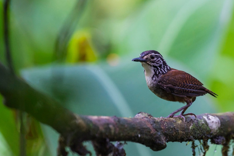 Белогрудый лесной крапивник