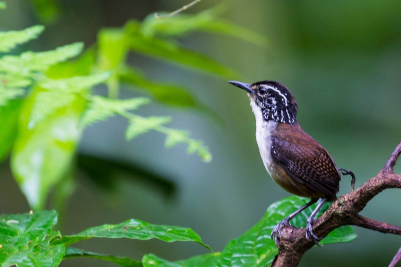 Белогрудый лесной крапивник