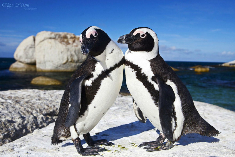 Очковый пингвин
