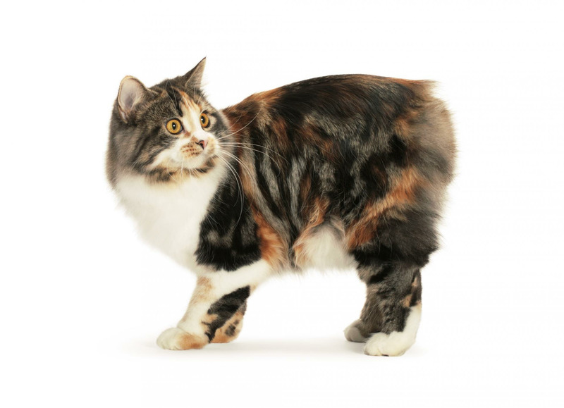 Кимрик или Кимрийская кошка