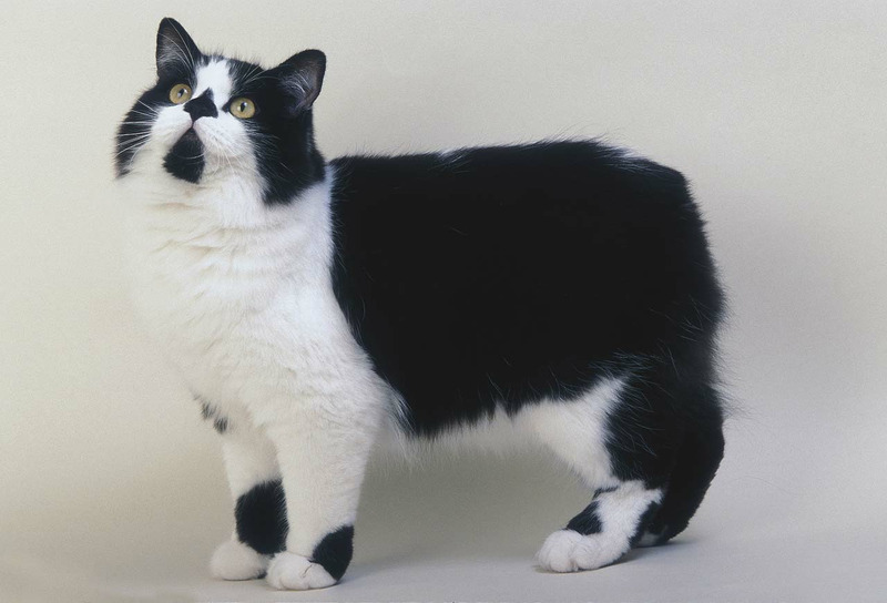 Кимрик или Кимрийская кошка