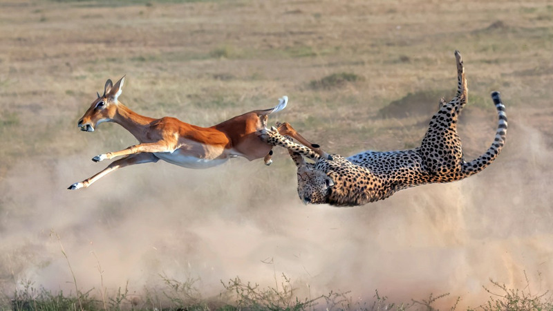 Фотографии охоты гепарда на импалу