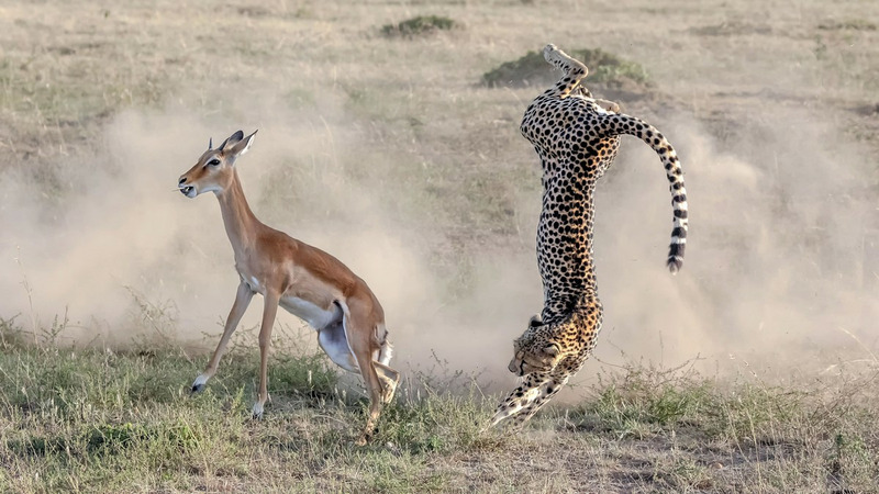 Фотографии охоты гепарда на импалу