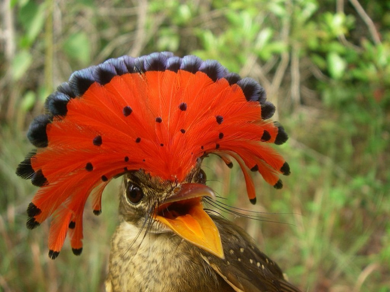 Амазонский венценосный мухоед