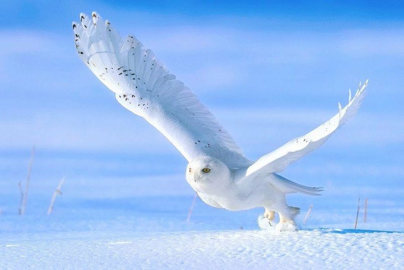 Белая сова или полярная сова