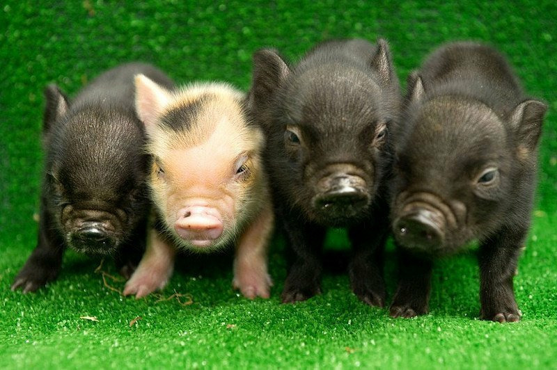 Карликовая домашняя свинья или мини-пиг