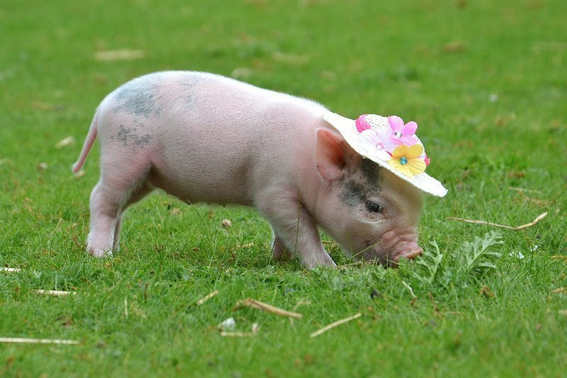 Карликовая домашняя свинья или мини-пиг