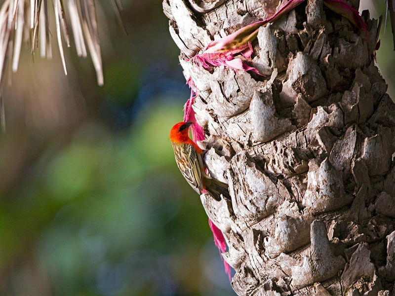 Красный фуди или мадагаскарский фоди