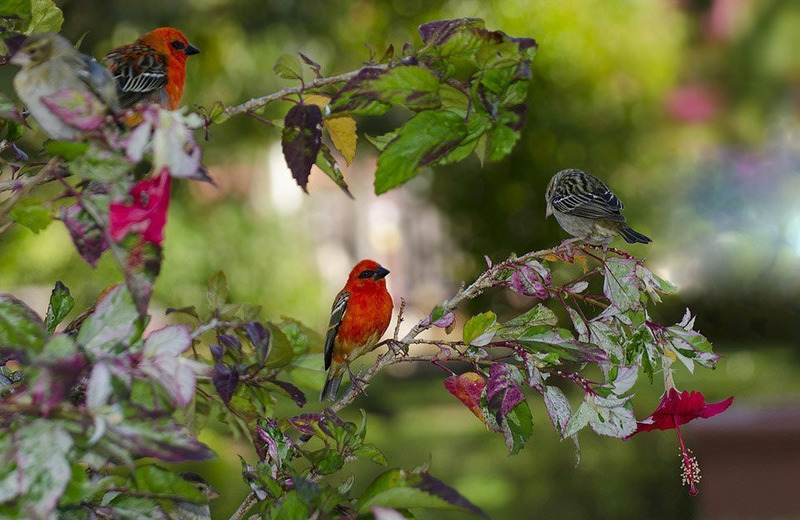 Красный фуди или мадагаскарский фоди
